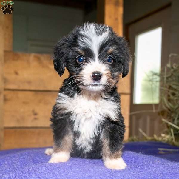 Jake, Bernedoodle Puppy